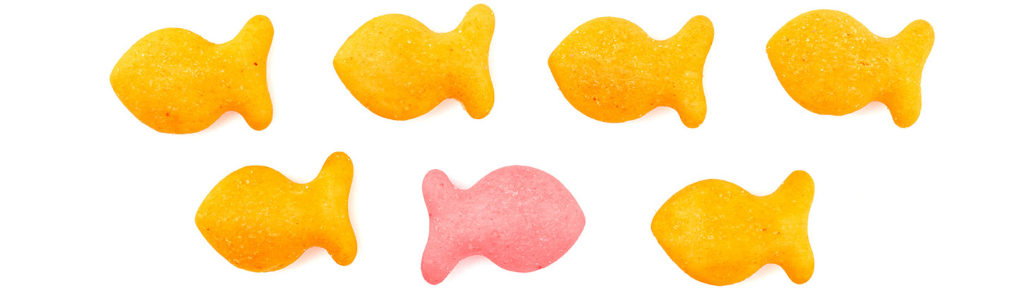 An image of a group of goldfish shaped crackers on a white background. All the crackers are orange except for one cracker in the middle which is pink and facing the opposite direction from all the other crackers.